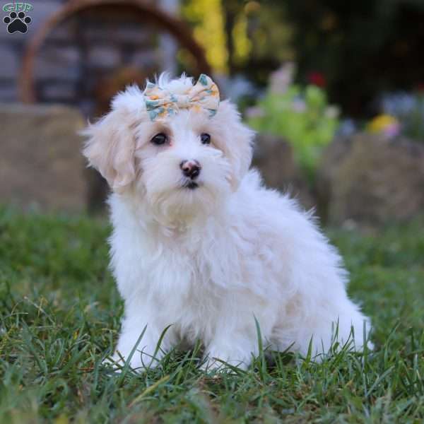 Willow, Maltipoo Puppy